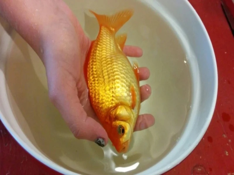 can you eat goldfish