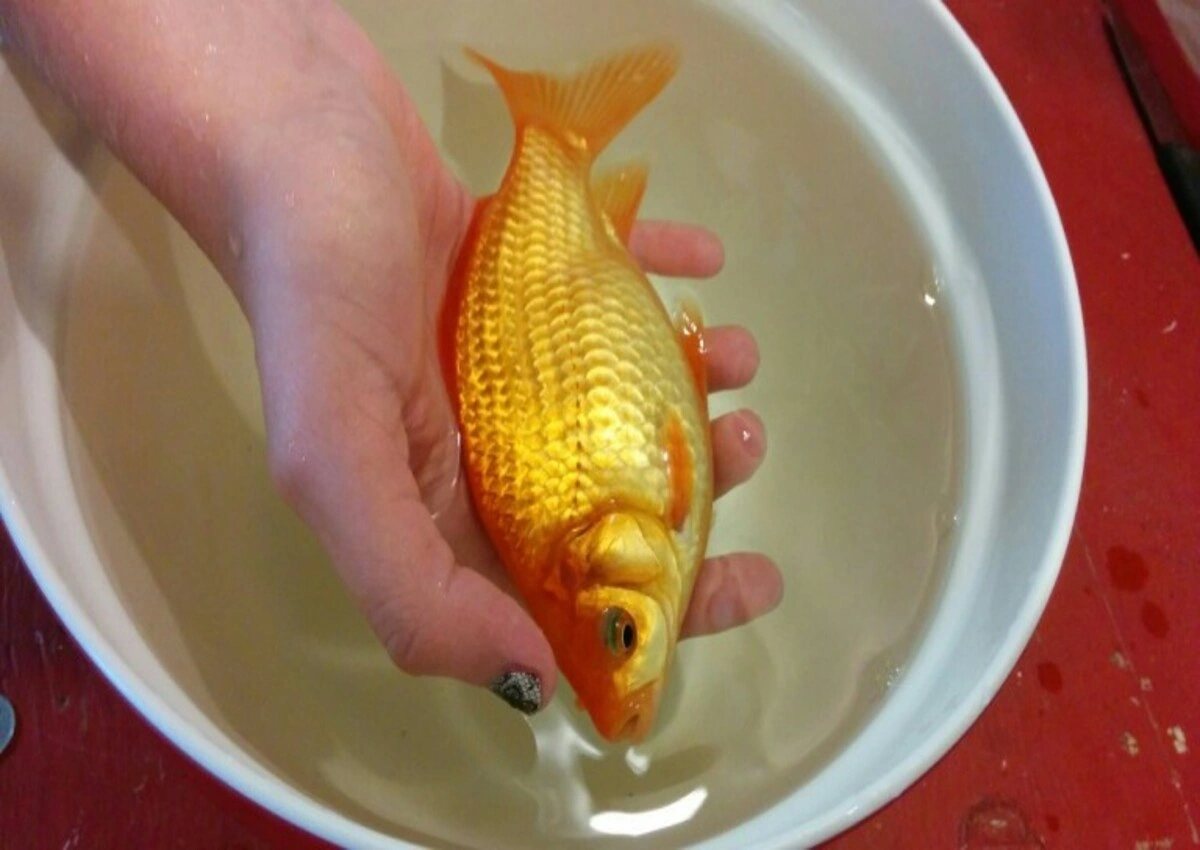 can you eat goldfish